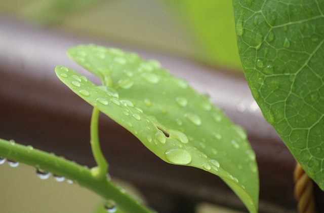 giloy plant