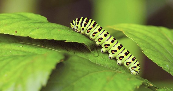 what do caterpillars eat