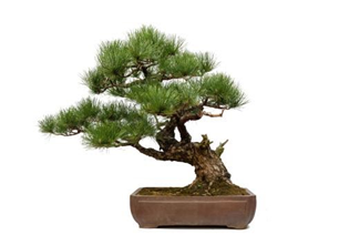 Different Types of Houseplants and How it can Make Your Home Gorgeous