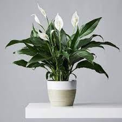 Different Types of Houseplants and How it can Make Your Home Gorgeous