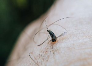 tips against mosquitoes