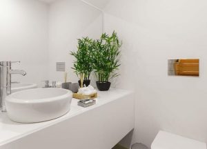 plant keep in bathroom