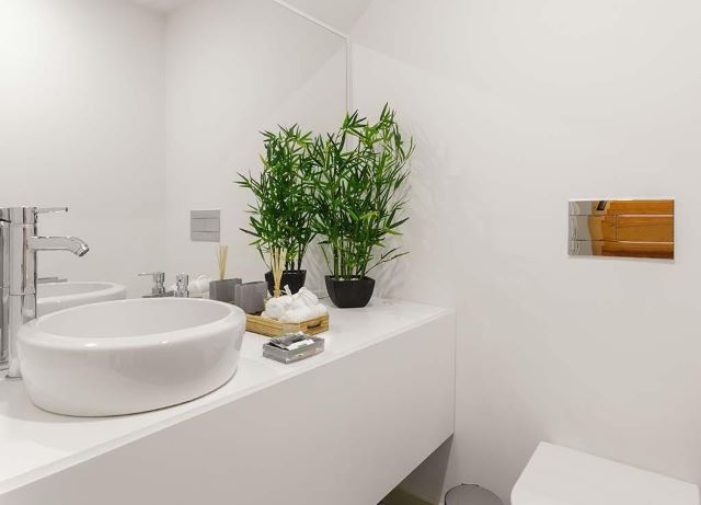plant keep in bathroom