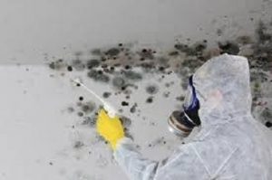 professional mold testing