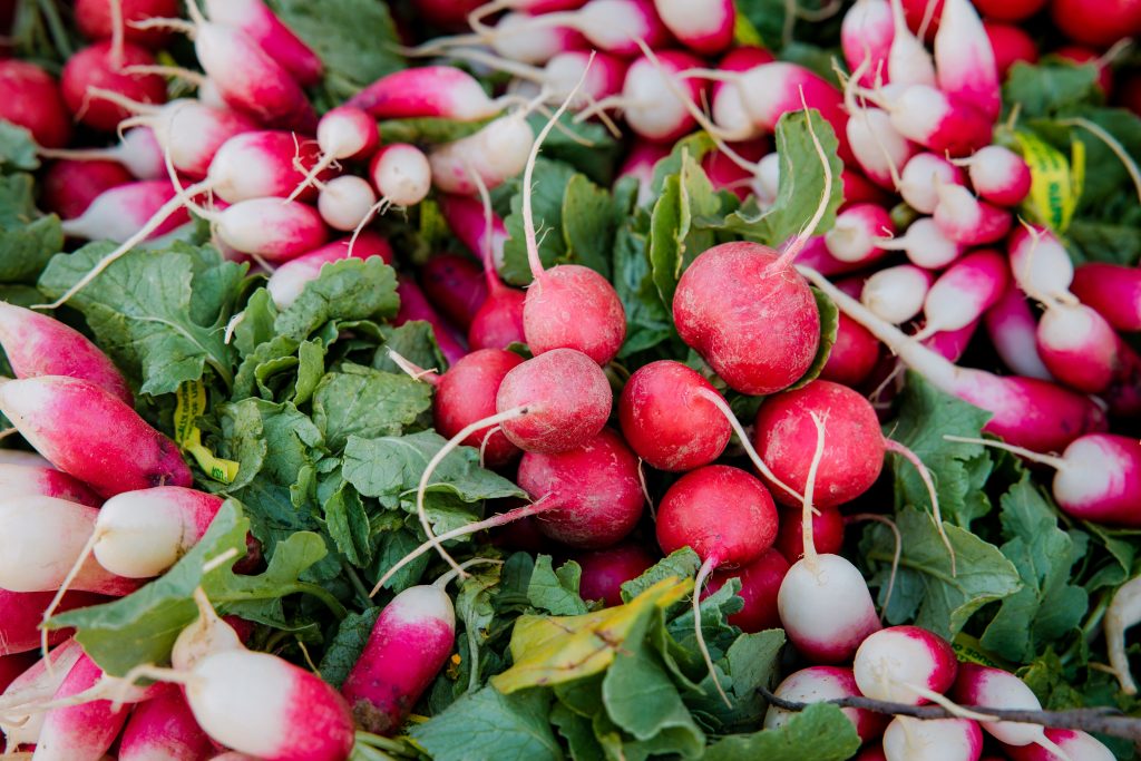 Radish Farming Business