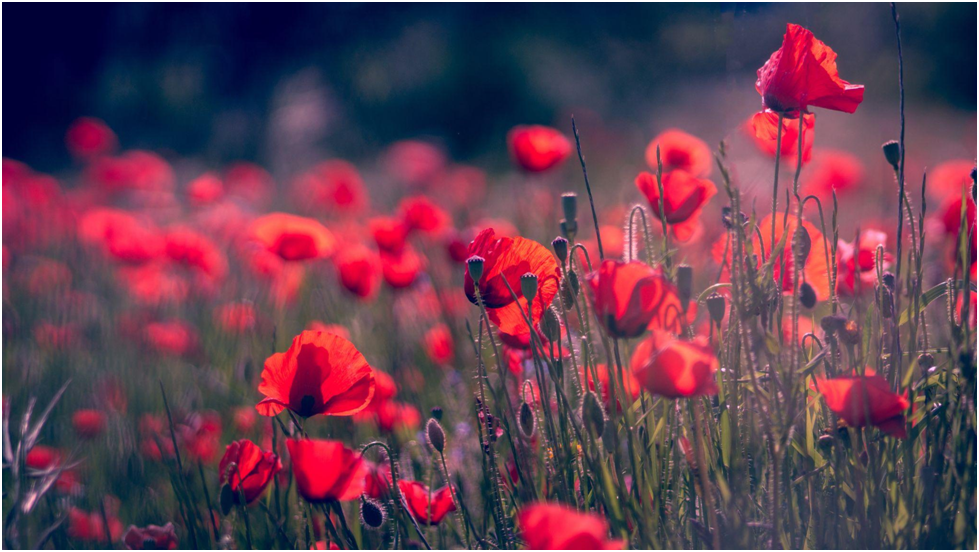 Flowers In All Seasons
