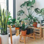 best indoor plants