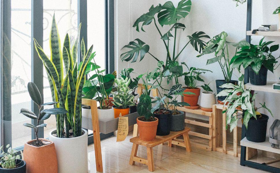 best indoor plants