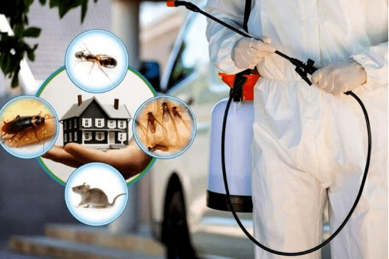 Best Pest Control Service in Pokhara