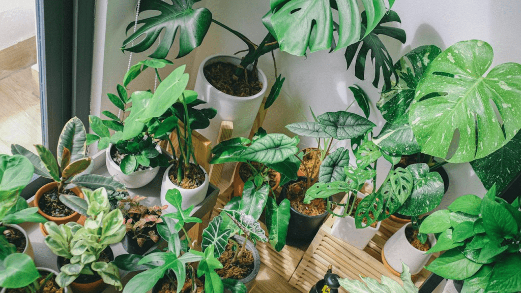 Plant Styling