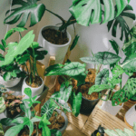 Plant Styling