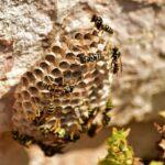 wasp and bee-free home