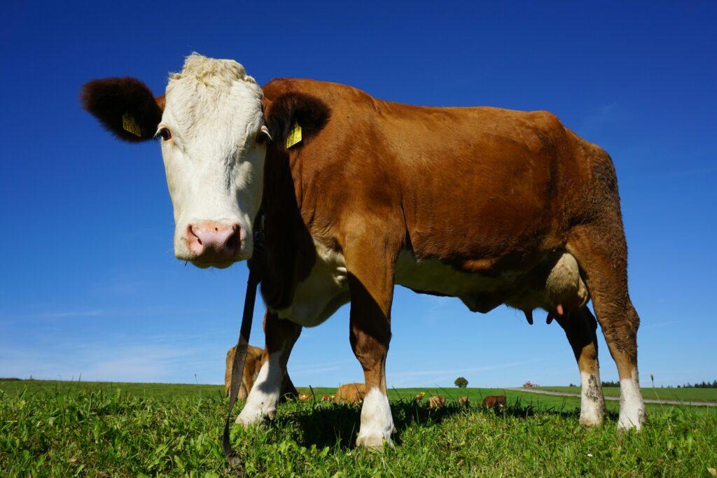 Do You Know How Meat Is Safely Processed?
