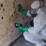 mold removal nj