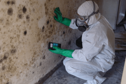 mold removal nj