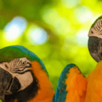 bird photography tours
