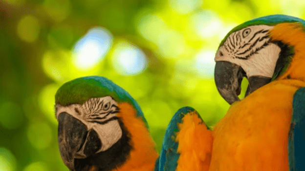 bird photography tours