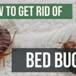 bed bug pest control