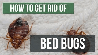 bed bug pest control