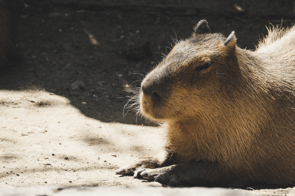 rodent control services