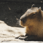 rodent control services