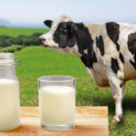 a2 cow buttermilk