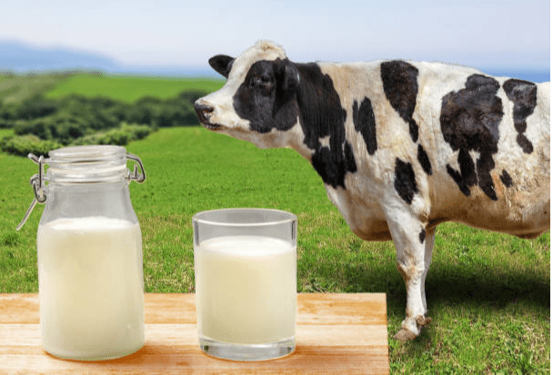 a2 cow buttermilk