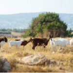 goat milk yogurt