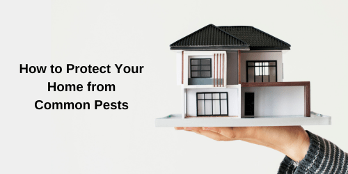 How to Protect Your Home from Common Pests