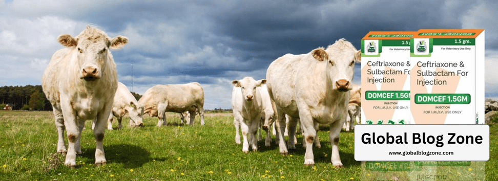 veterinary pcd franchise