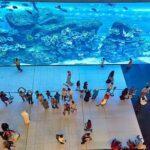 dubai mall aquarium