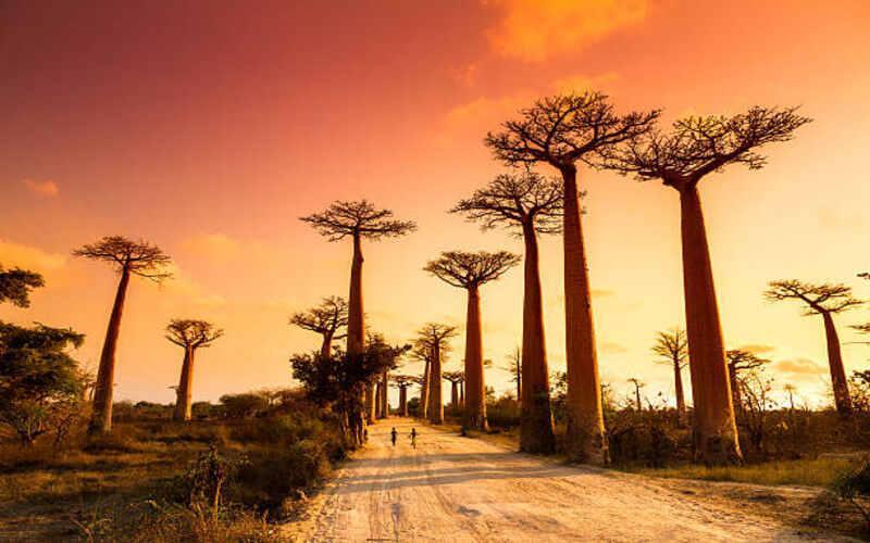 madagascar