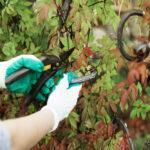 tree pruning