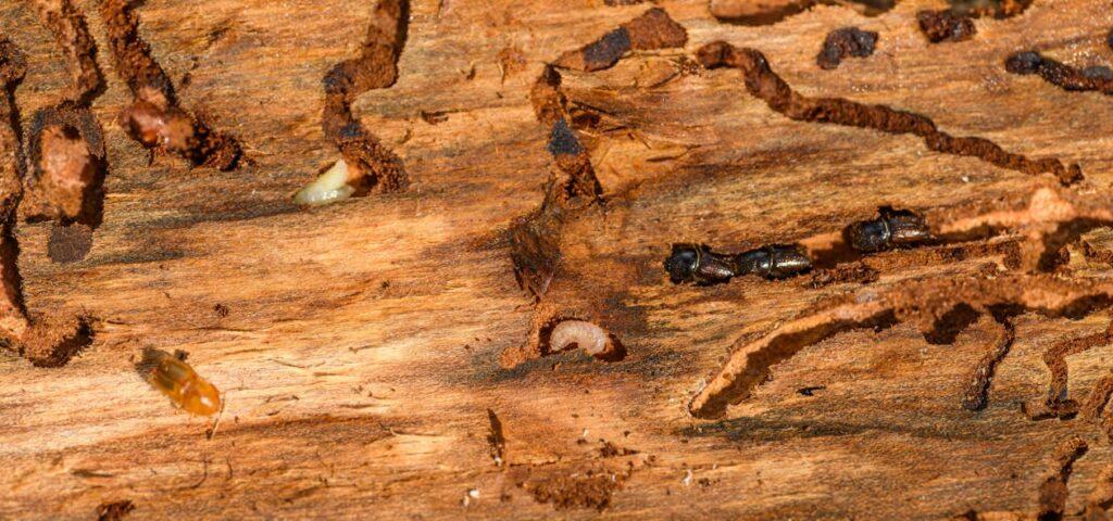 termite attack