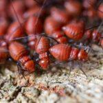 termite inspections