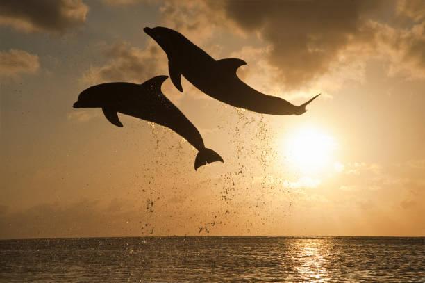 dolphin shows