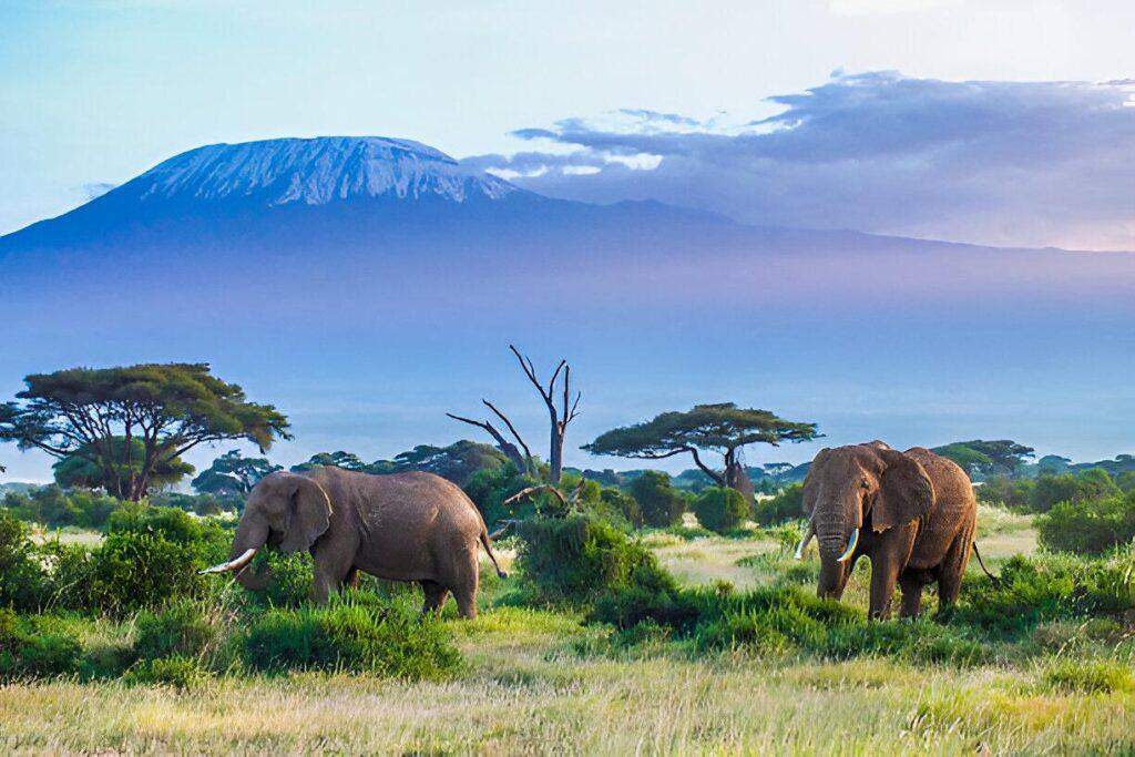 safari guide