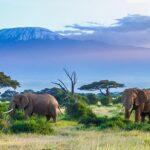 safari guide