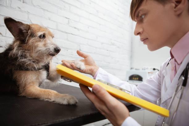 dog bite lawyer