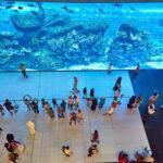 Dubai Mall Aquarium and Underwater Zoo Ticket: Prices & Booking Guide