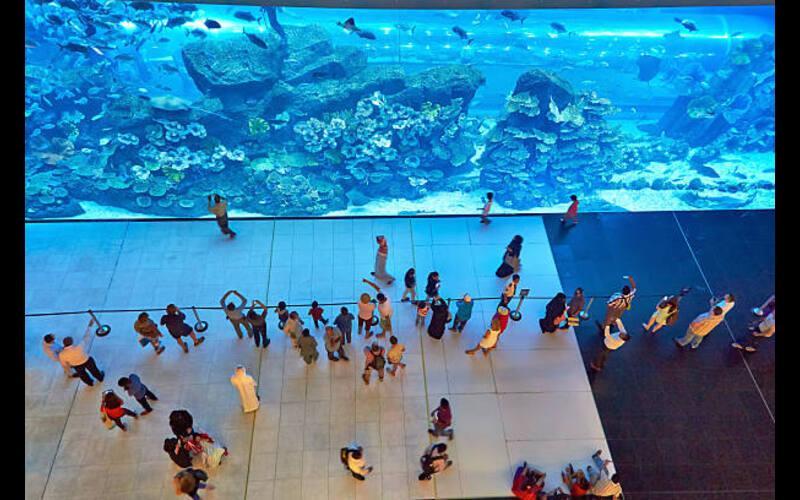 Dubai Mall Aquarium and Underwater Zoo Ticket: Prices & Booking Guide