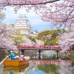 cherry blossom